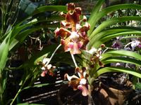 ueber 200 Orchideenarten