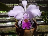 Ein Wunder der Natur