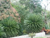 Elisabeths Lieblingspalmen