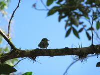 Sierra del Escambray (11)