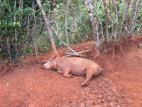 Sierra del Escambray (1)