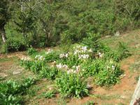 Sierra del Escambray (2)