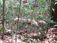 Sierra del Escambray (31)