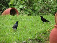 Sierra del Escambray (55)