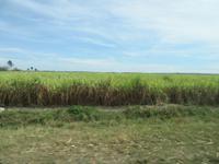 Valle de los Ingenios (5)