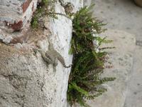 Santiago de Cuba (40)