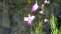 1334 Soroa - Orchideengarten