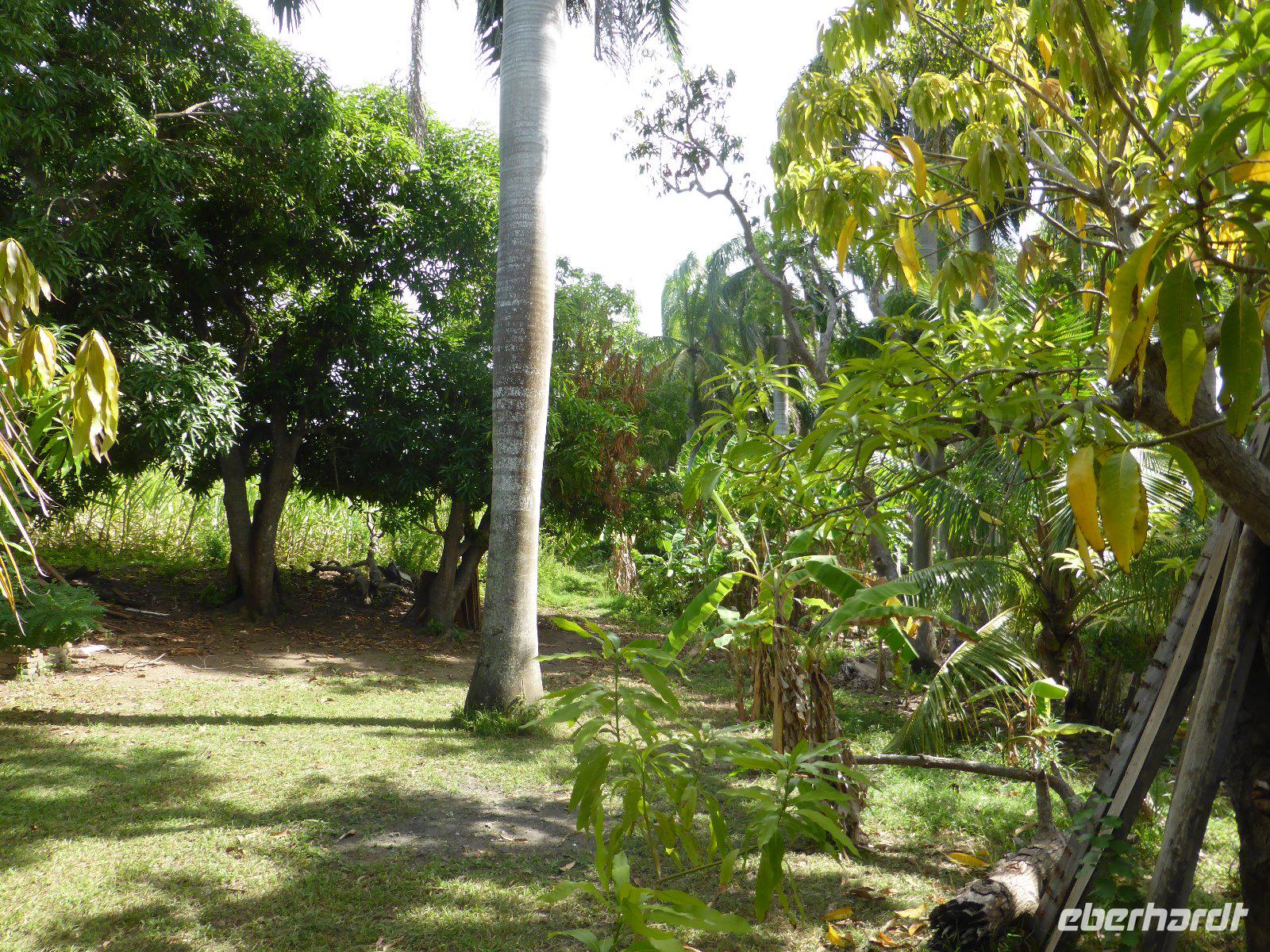 Baracoas reiche Pflanzenwelt