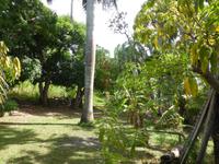 Baracoas reiche Pflanzenwelt