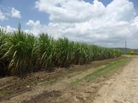 Zuckerrohr - eine der wichtigsten landwirtschaftlichen Kulturen Kubas