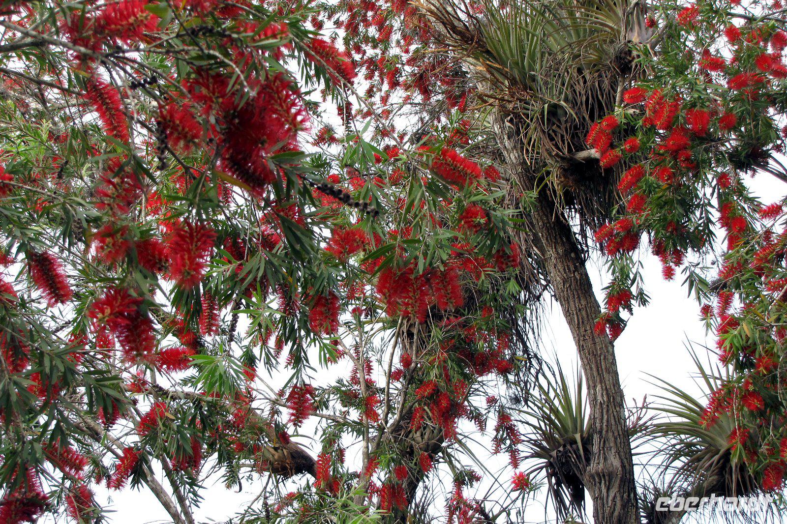 Flaschenputzerbaum (Callistemeom) im Garten von Soroa
