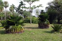 Minirockpalme (Copernicia) im Botanischen Garten Cienfuegos