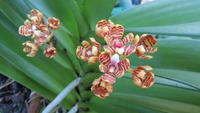1356 Soroa - Orchideengarten