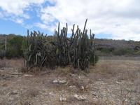 Auf dem trockenen Boden wachsen vor allem Kakteen