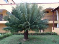 Ein schönes Exemplar des Palmfarns