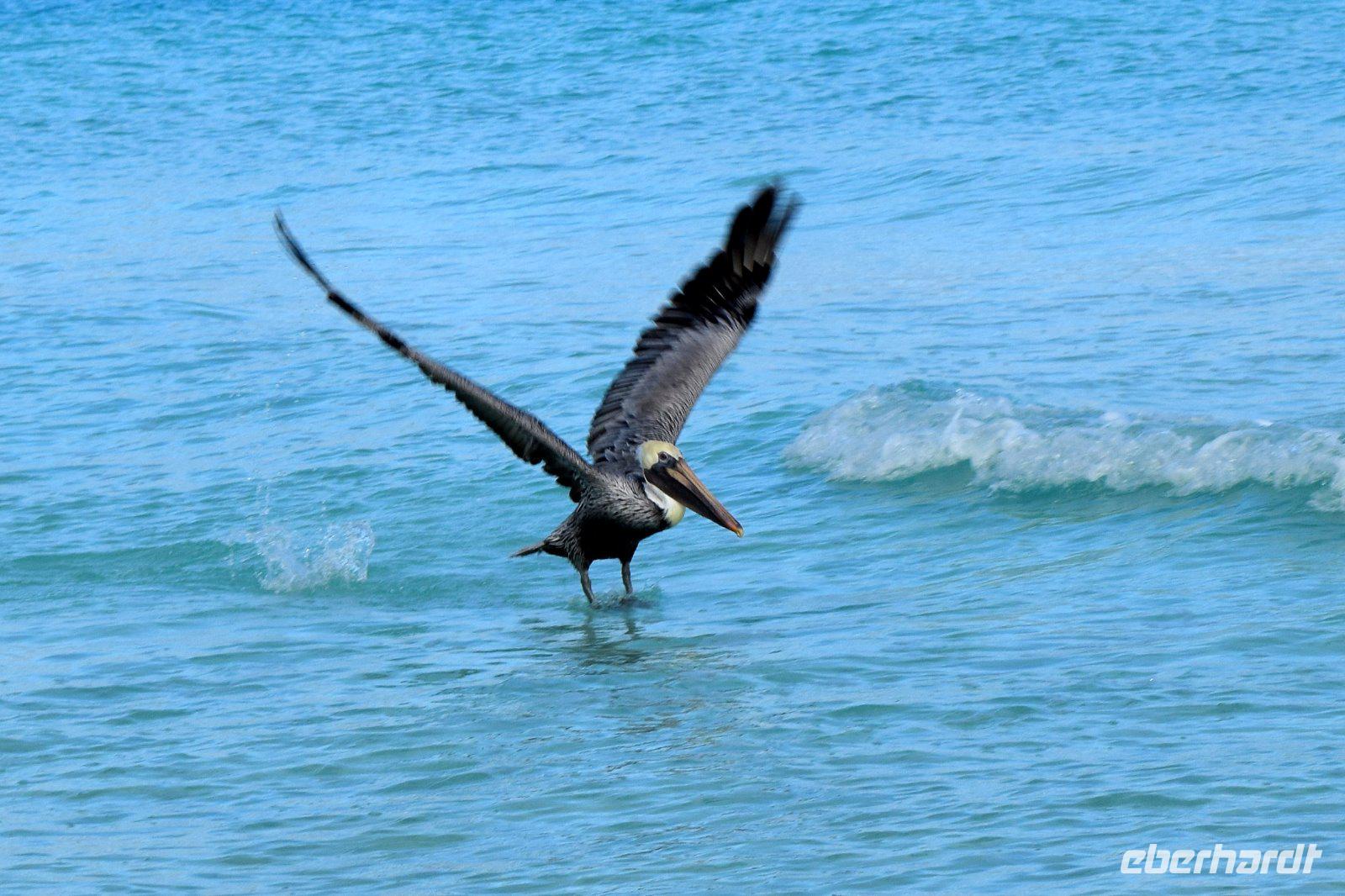 Er geht fast auf Tuchfühlung mit uns