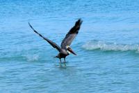 Er geht fast auf Tuchfühlung mit uns