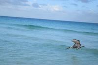 Aber dafür gibt es viele Pelikane