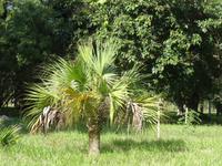 Im Botanischen Garten Cienfuegos