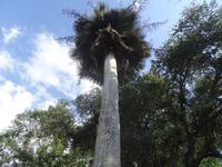 Eine Copernicia-Palme 