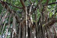 Alte Banyan-Bäume im Park 