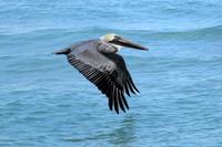 Ein neugieriger Besucher