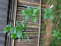 Tabakplantage Viñales (2)