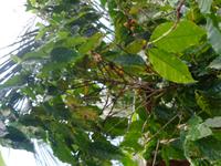 Tabakplantage Viñales (3)