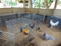 Tabakplantage Viñales (4)