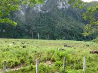 Viñales (22)