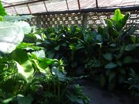 Botanischer Garten Cienfuegos (1)