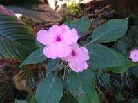 Botanischer Garten Cienfuegos (5)