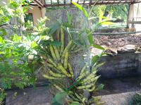 Botanischer Garten Cienfuegos (8)