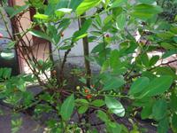 Botanischer Garten Cienfuegos (9)