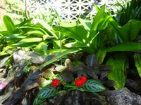 Botanischer Garten Cienfuegos (10)