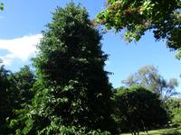 Botanischer Garten Cienfuegos (14)