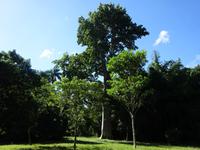 Botanischer Garten Cienfuegos (16)