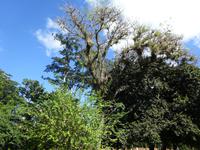 Botanischer Garten Cienfuegos (19)