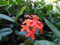 Botanischer Garten Cienfuegos (24)