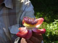 Botanischer Garten Cienfuegos (30)