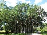 Botanischer Garten Cienfuegos (33)