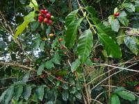 Kaffee-Plantage (1)
