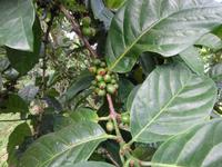 Kaffee-Plantage (4)