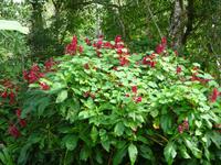 Kaffee-Plantage (10)