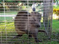 Ma Dolores (Trinidad) (8)