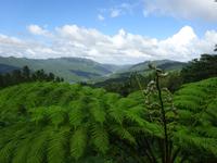 Sierra del Escambray (16)