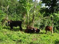 Sierra del Escambray (17)