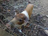 Sierra del Escambray (22)