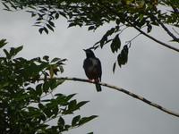 Sierra del Escambray (26)