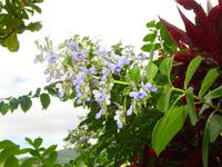 Sierra del Escambray (27)